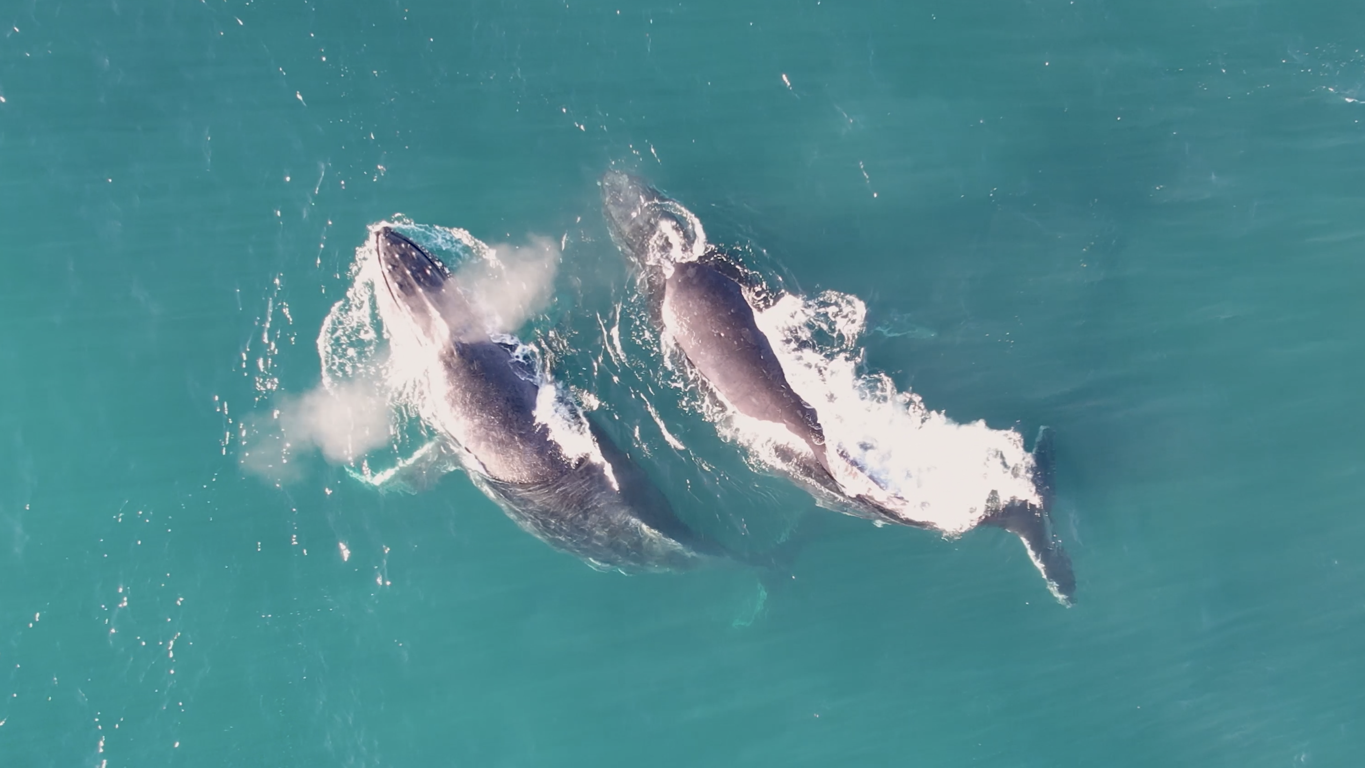 How To Find Whales With Your Drone